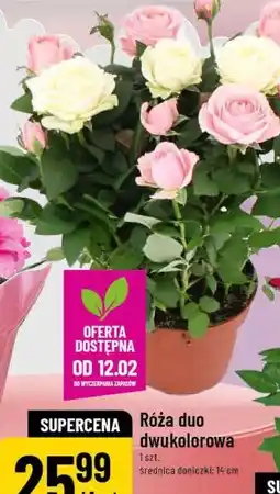 Polomarket Róża duo dwukolorowa oferta