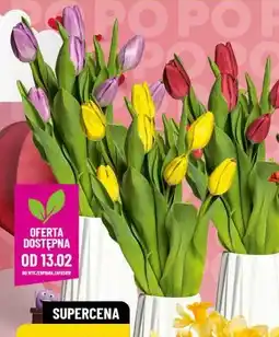 Polomarket Tulipany (bukiet 7 szt.) oferta