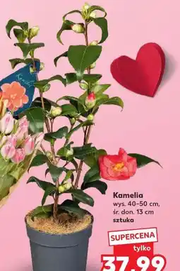 Kaufland Kamelia (wys. 40-50 cm, śr. don. 13 cm) oferta
