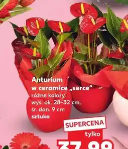 Kaufland Anturium w ceramice 'serce' oferta