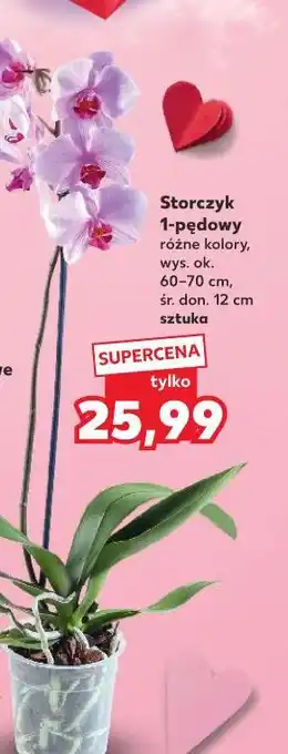Kaufland Storczyk 1-pędowy oferta