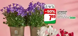 Dino Campanula Blue Ocean oferta