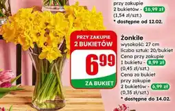 Dino Żonkile oferta