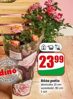 Dino Róża patio (doniczka 13 cm) oferta