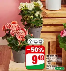 Dino Begonia oferta