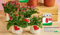 Dino Kalanchoe w ceramice oferta