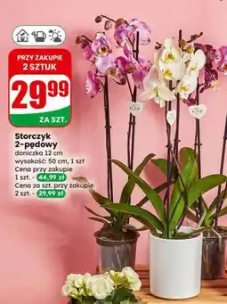 Dino Storczyk 2-pędowy oferta