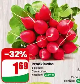 Dino Rzodkiewka oferta