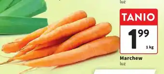 Intermarche Marchew luz oferta