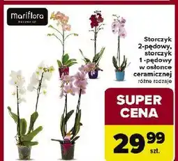 Carrefour Storczyk 1-pędowy oferta