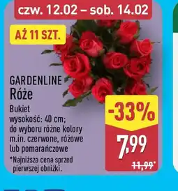 ALDI Gardenline Róże oferta