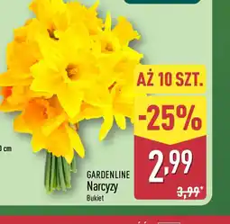 ALDI Gardenline Narcyzy oferta
