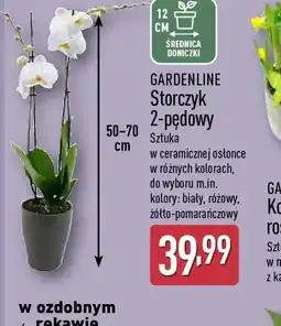 ALDI GARDENLINE Storczyk 2-pędowy oferta