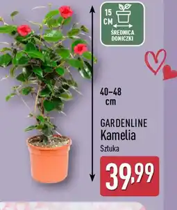 ALDI Gardenline Kamelia oferta