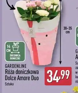 ALDI GARDENLINE Róża doniczkowa Dolce Amore Duo oferta