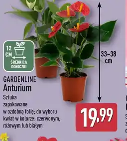 ALDI Gardenline Anturium oferta