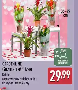 ALDI Gardenline Guzmania/Frizea oferta