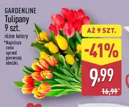 ALDI Gardenline Tulipany oferta