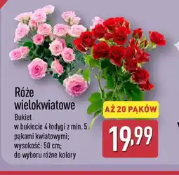 ALDI Róże wielokwiatowe oferta