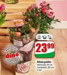 Dino Róża patio oferta