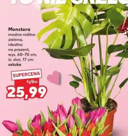 Kaufland Monstera oferta