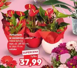 Kaufland Anturium w ceramice Serce oferta