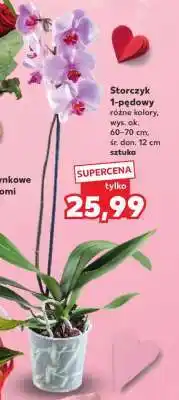 Kaufland Storczyk 1-pędowy oferta