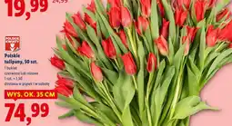 Lidl Polskie tulipany, 50 szt oferta