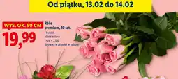 Lidl Róże premium, 10 szt oferta