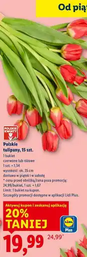 Lidl Polskie tulipany, 15 szt oferta