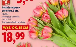 Lidl Polskie tulipany premium, 9 szt oferta