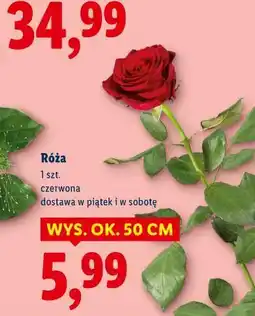 Lidl Róża, 1 szt. czerwona oferta