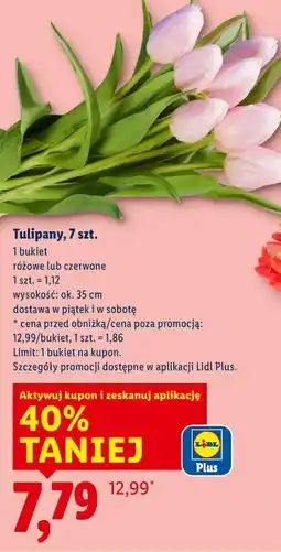 Lidl Tulipany, 7 szt oferta