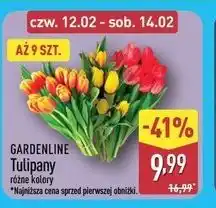 ALDI GARDENLINE Tulipany oferta