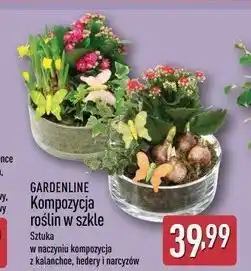 ALDI GARDENLINE Kompozycja roślin w szkle oferta