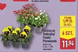 ALDI GARDENLINE Stokrotka/Fiołek/Pierwiosnek oferta