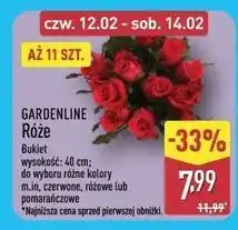 ALDI GARDENLINE Róże oferta