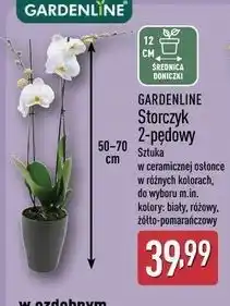 ALDI GARDENLINE Storczyk 2-pędowy oferta