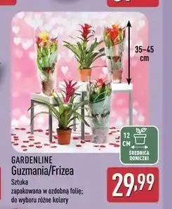 ALDI GARDENLINE Guzmania/Frizea oferta