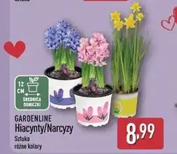 ALDI GARDENLINE Hiacynty/Narcyzy oferta