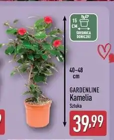 ALDI GARDENLINE Kamelia oferta