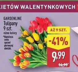 ALDI GARDENLINE Tulipany (Bouquet of 9 Tulips), various colors oferta