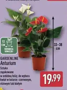 ALDI GARDENLINE Anturium oferta