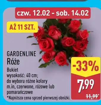 ALDI Bukiet róż Gardenline oferta