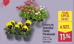 ALDI Fiołek Gardenline oferta