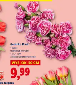 Lidl Goździki Tulipany oferta