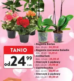 Intermarche Rośliny doniczkowe oferta
