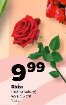 Netto Róże (różne kolory, bukiet 20 szt., 60 cm) oferta