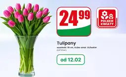 Dino Tulipany oferta