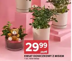 Stokrotka Market Kwiat doniczkowy z misiem oferta